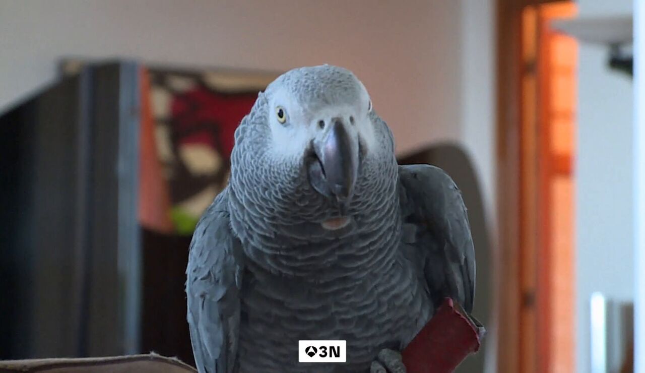 Gorri, el loro que se escap&oacute; una semana de su casa en San Sebasti&aacute;n, regresa con la manicura hecha