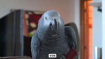 Gorri, el loro que se escap&oacute; una semana de su casa en San Sebasti&aacute;n, regresa con la manicura hecha