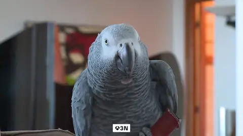 Gorri, el loro que se escapó una semana de su casa en San Sebastián, regresa con la manicura hecha Gorri, el loro que se escapó una semana de su casa en San Sebastián, regresa con la manicura hecha