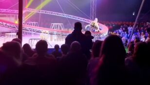 Un tigre irrumpe en el p&uacute;blico durante un espect&aacute;culo de circo en Rusia
