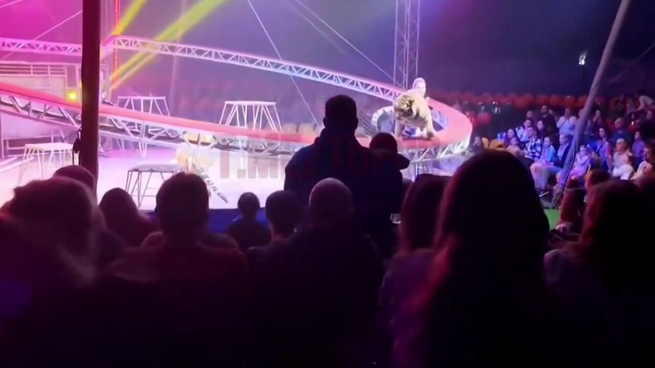 VÍDEO: Un tigre se abalanza contra público durante un espectáculo de circo tras fallar la malla de seguridad