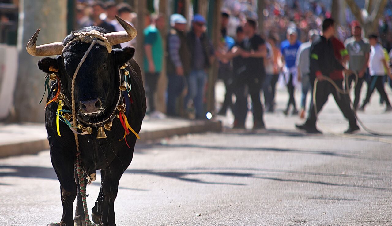 Uno de los 'toros ensogaos' en los festejos de 2022 en Beas de Segura.