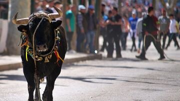 Uno de los 'toros ensogaos' en los festejos de 2022 en Beas de Segura.