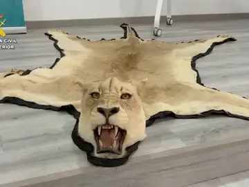 Investigan a una persona por venta en línea ilegal de alfombras de piel auténtica de león Investigan a una persona por venta en línea ilegal de alfombras de piel auténtica de león