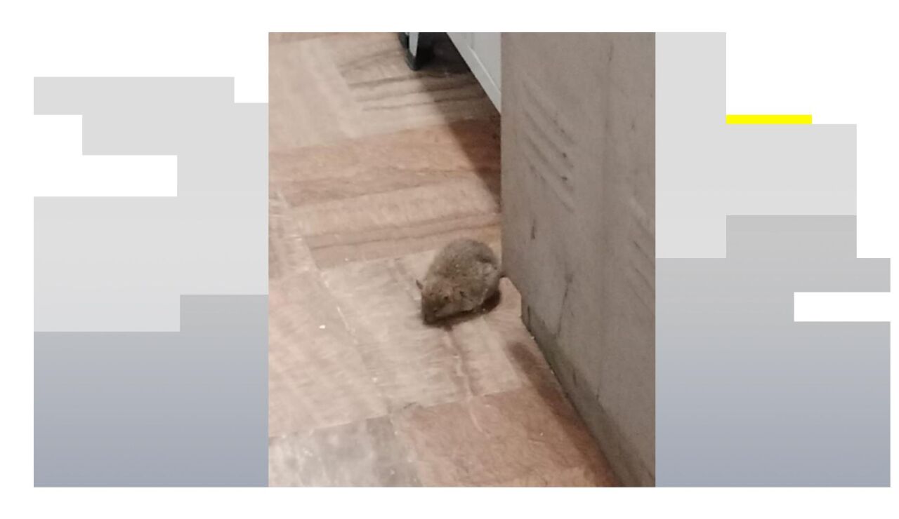 Ratas en el cuartel de Mijas