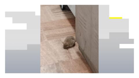 Ratas en el cuartel de Mijas