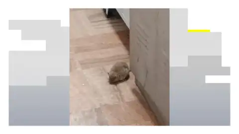 Ratas en el cuartel de Mijas Ratas en el cuartel de Mijas