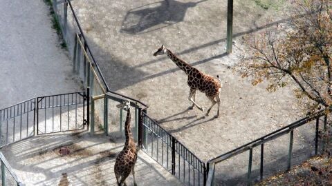Zoo del rancho Neverland de Michael Jackson