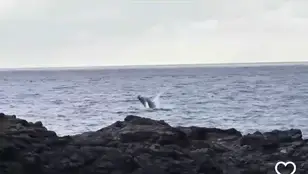 El vídeo de la ballena nadando junto a su cría en aguas de El Hierro