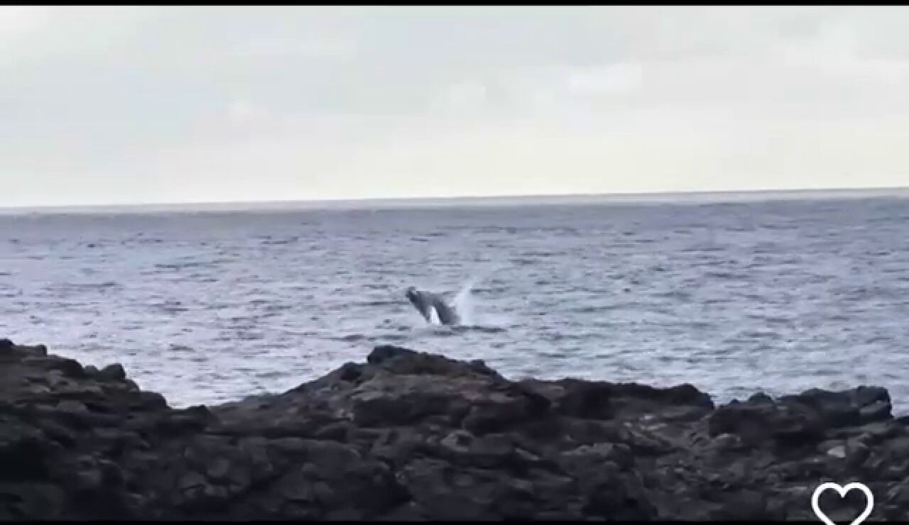 El v&iacute;deo de la ballena nadando junto a su cr&iacute;a en aguas de El Hierro