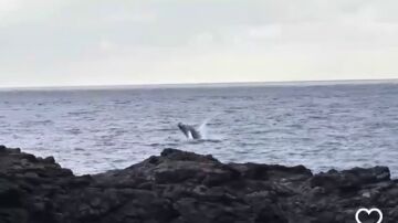 El v&iacute;deo de la ballena nadando junto a su cr&iacute;a en aguas de El Hierro