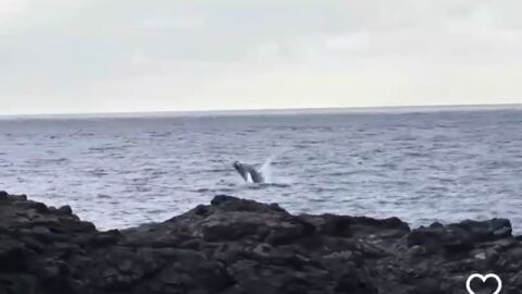 El v&iacute;deo de la ballena nadando junto a su cr&iacute;a en aguas de El Hierro
