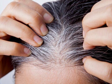 Canas