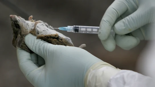 Ensayo con un ratón en un laboratorio Ensayo con un ratón en un laboratorio