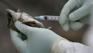 Ensayo con un rat&oacute;n en un laboratorio