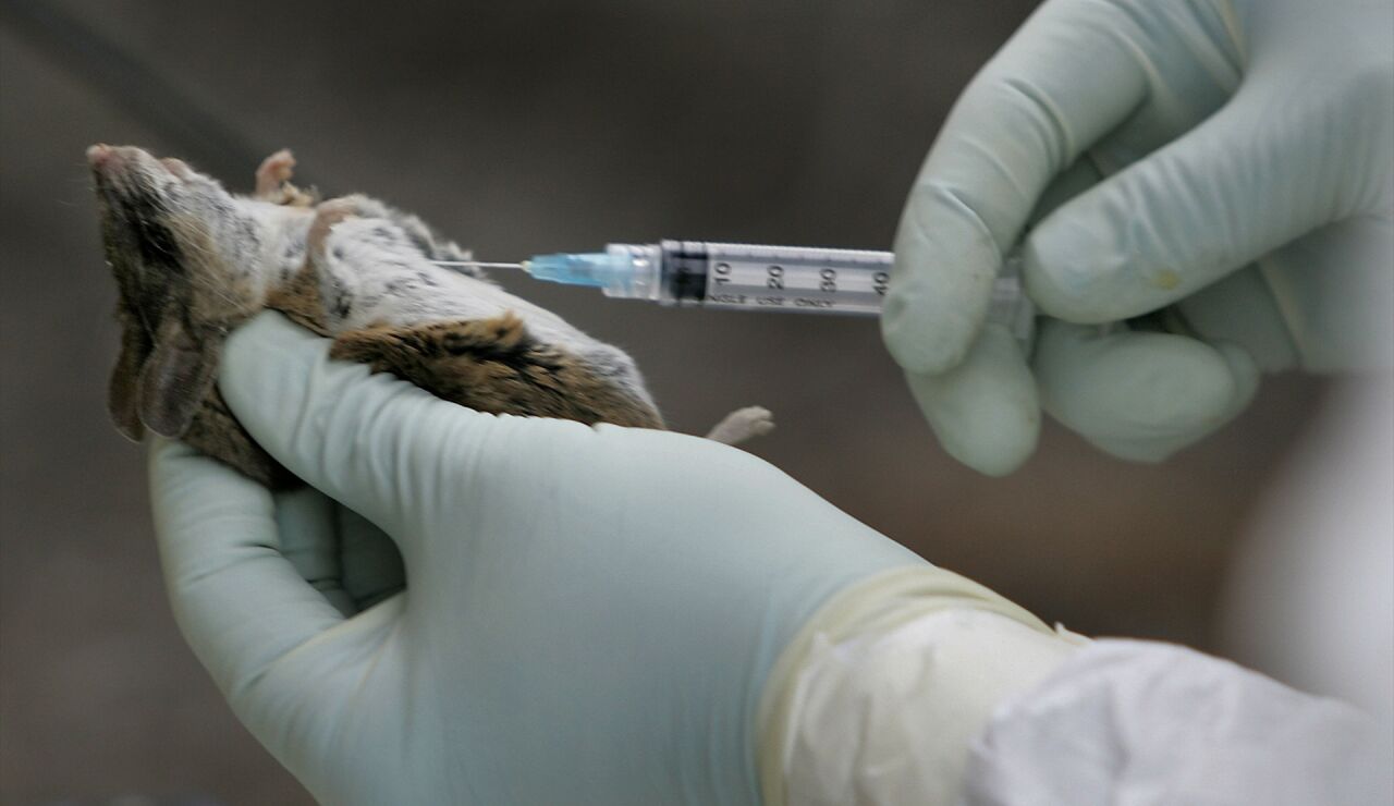 Ensayo con un rat&oacute;n en un laboratorio