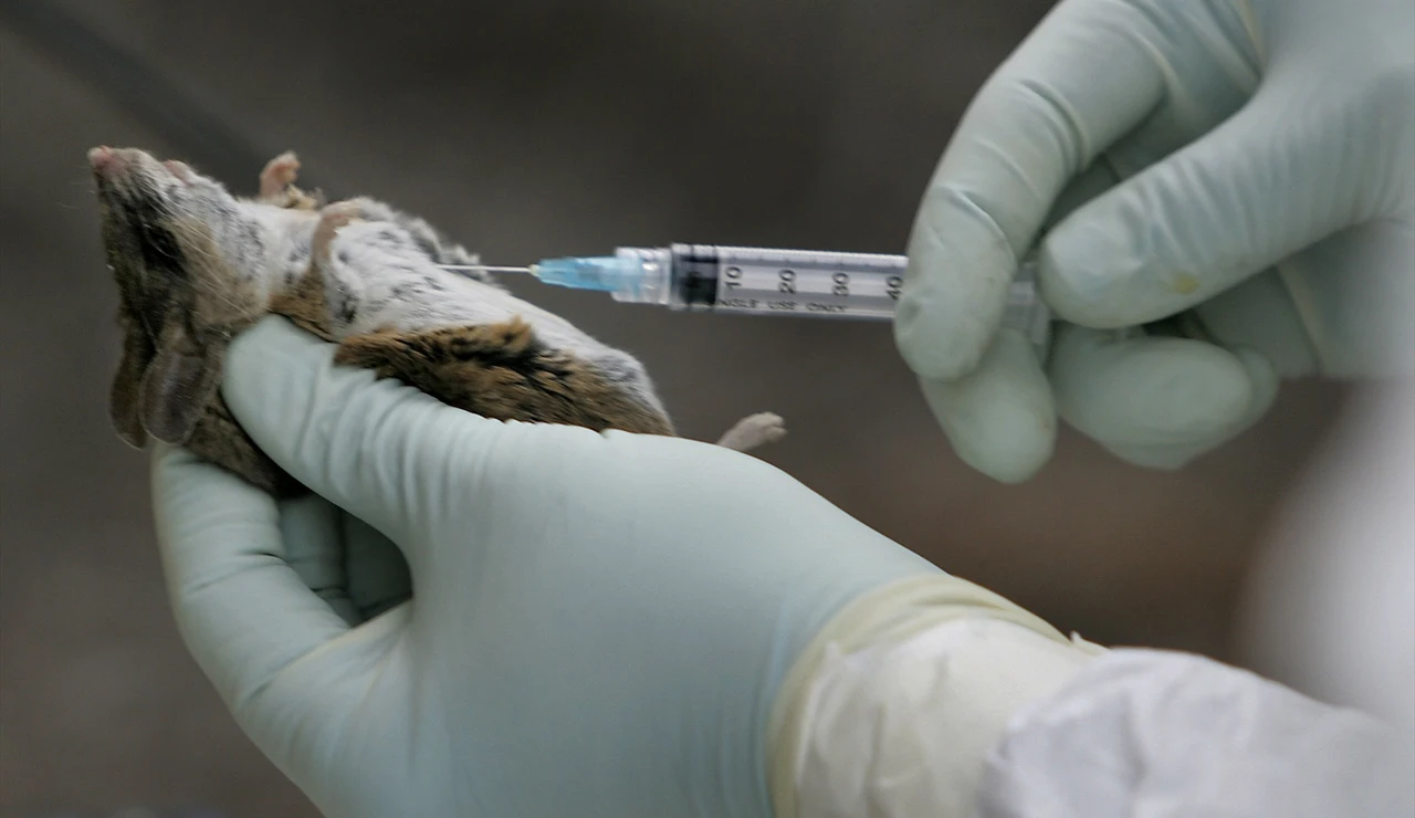 Ensayo con un ratón en un laboratorio