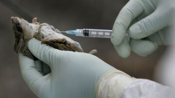 Ensayo con un rat&oacute;n en un laboratorio