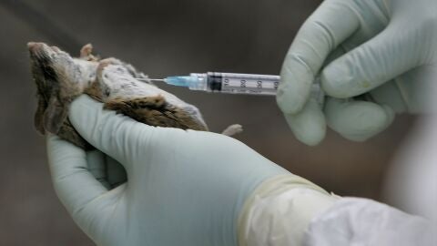Ensayo con un rat&oacute;n en un laboratorio