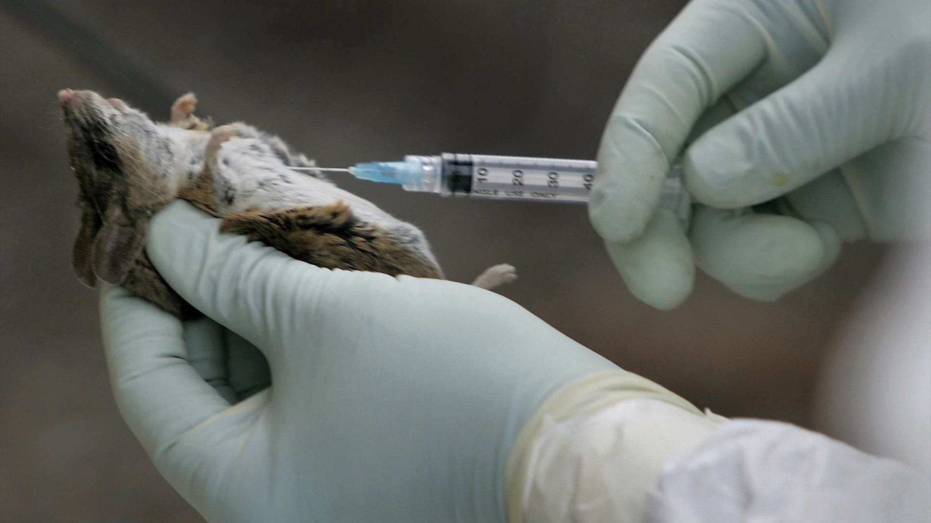 Ensayo con un ratón en un laboratorio Ensayo con un ratón en un laboratorio