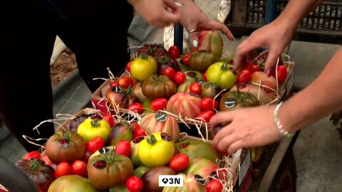 M&aacute;s caro producir, m&aacute;s caro comprar: la subida de precios del tomate llega a la mesa
