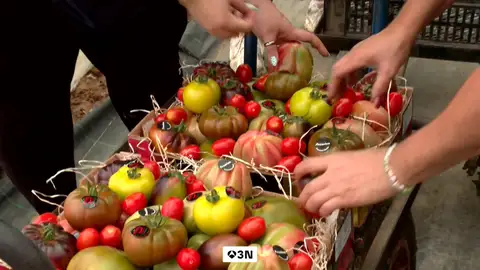 Más caro producir, más caro comprar: la subida de precios del tomate llega a la mesa Más caro producir, más caro comprar: la subida de precios del tomate llega a la mesa