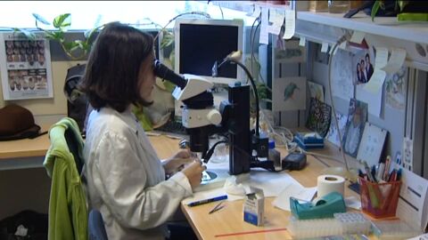 Una mujer asi&aacute;tica en un laboratorio