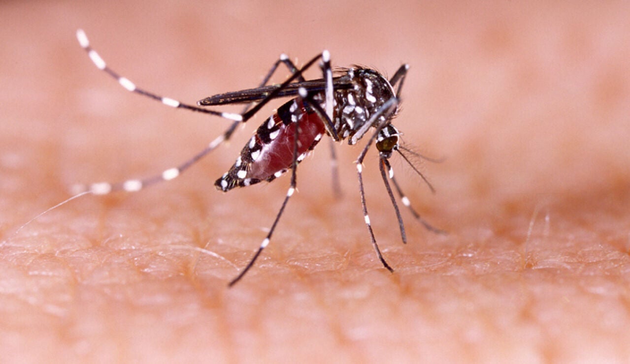 Mosquito Aedes aegypti