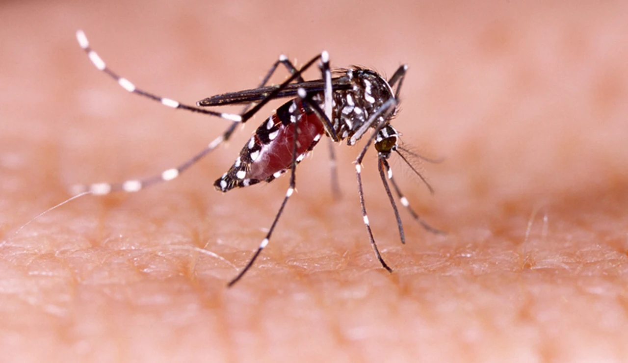 Mosquito Aedes aegypti