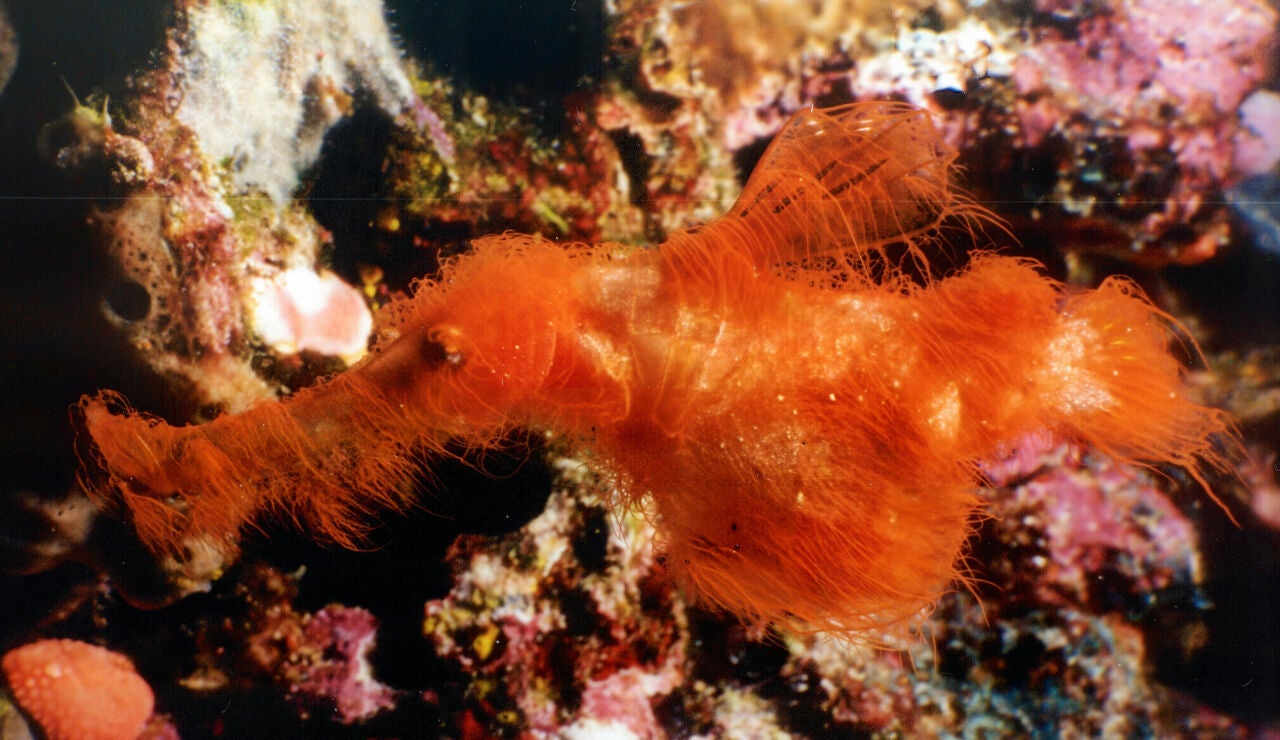 Solenostomus snuffleupagus, una nueva especie de pez bautizado como un personaje de Barrio S&eacute;samo.