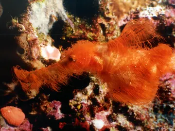 Solenostomus snuffleupagus, una nueva especie de pez bautizado como un personaje de Barrio Sésamo. Solenostomus snuffleupagus, una nueva especie de pez bautizado como un personaje de Barrio Sésamo.