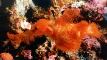 Solenostomus snuffleupagus, una nueva especie de pez bautizado como un personaje de Barrio Sésamo. Solenostomus snuffleupagus, una nueva especie de pez bautizado como un personaje de Barrio Sésamo.