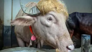 Búfalo "Trump"