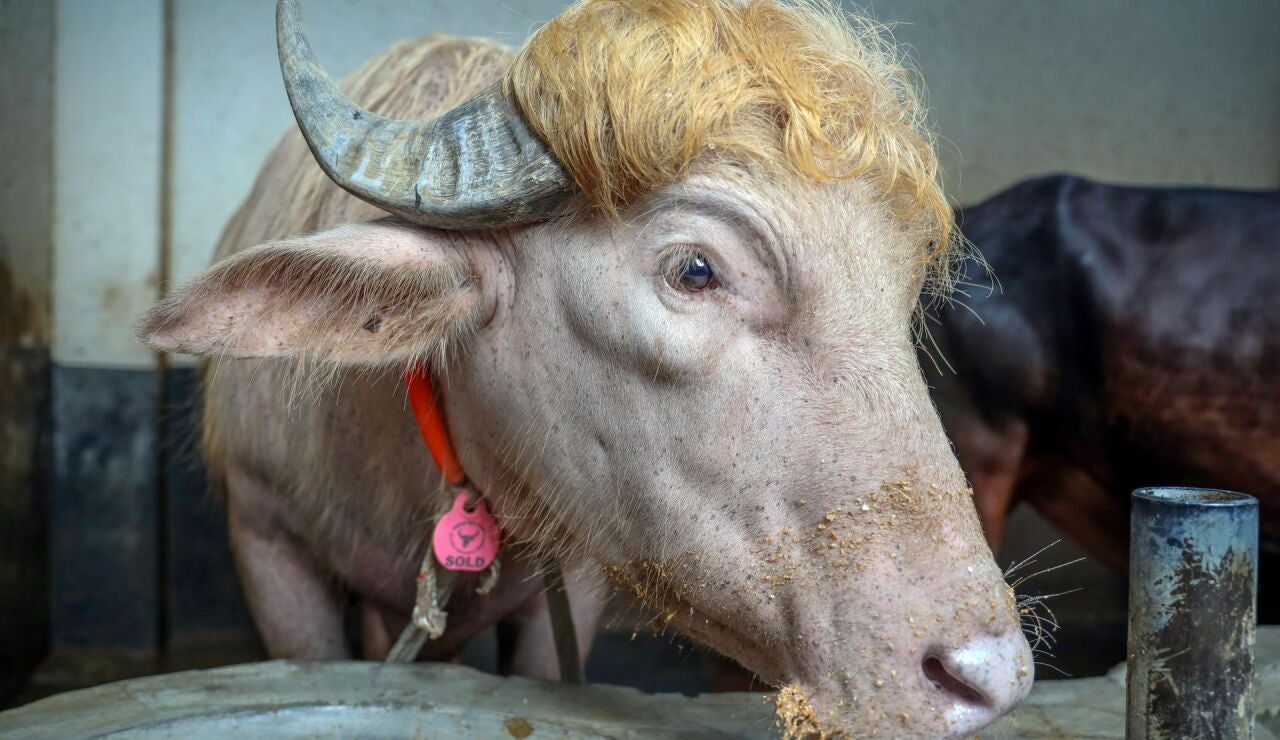 B&uacute;falo "Trump"
