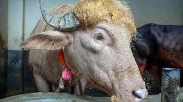 B&uacute;falo "Trump"