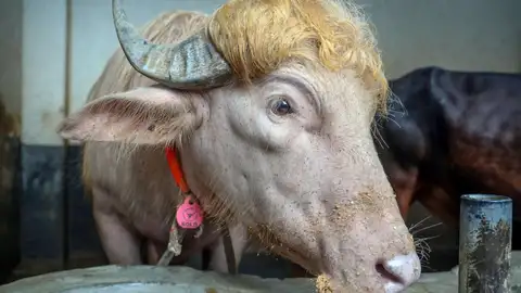 Búfalo "Trump" Búfalo "Trump"
