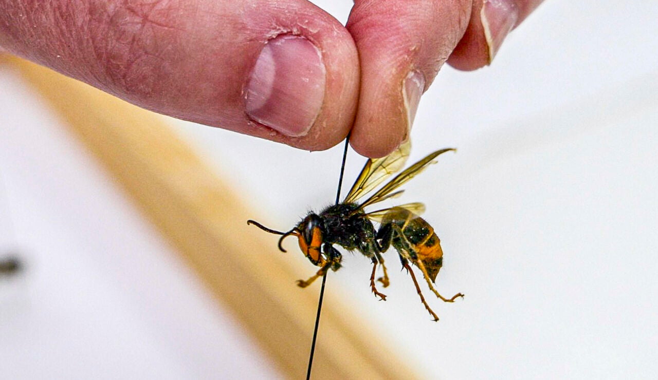 Un ejemplar de avispa asi&aacute;tica