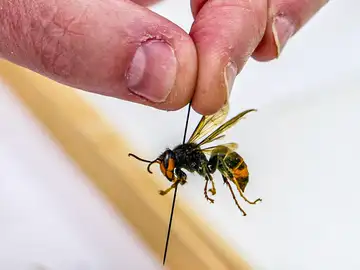 Un ejemplar de avispa asiática Un ejemplar de avispa asiática