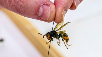 Un ejemplar de avispa asi&aacute;tica