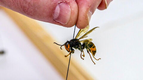Un ejemplar de avispa asi&aacute;tica