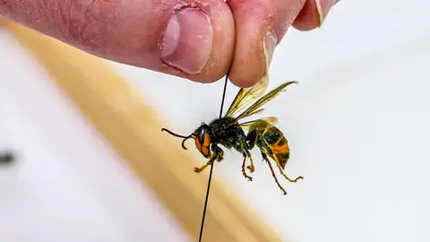 Un ejemplar de avispa asiática Un ejemplar de avispa asiática