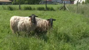 Oleada de robos de ovejas en la comarca cántabra de Trasmiera.