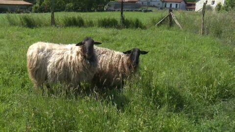 Oleada de robos de ovejas en la comarca c&aacute;ntabra de Trasmiera.