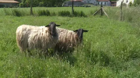 Oleada de robos de ovejas en la comarca cántabra de Trasmiera. Oleada de robos de ovejas en la comarca cántabra de Trasmiera.