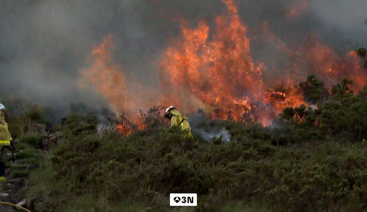 Acompa&ntilde;amos a los agentes forestales en una de estas actuaciones para saber c&oacute;mo trabajan