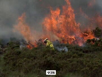 Acompa&ntilde;amos a los agentes forestales en una de estas actuaciones para saber c&oacute;mo trabajan