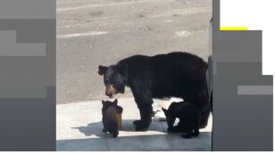 Una familia de osos se cuela en un garaje en M&eacute;xico.