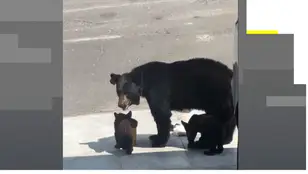 Una familia de osos se cuela en un garaje en México.