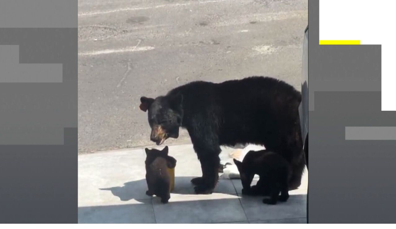 Una familia de osos se cuela en un garaje en M&eacute;xico.