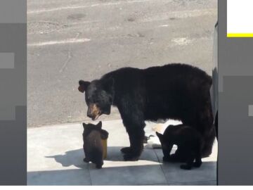 Una familia de osos se cuela en un garaje en M&eacute;xico.